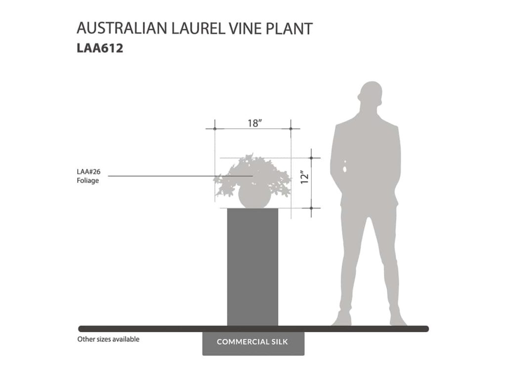 Australian Laurel Vine Plant ID# LAA612