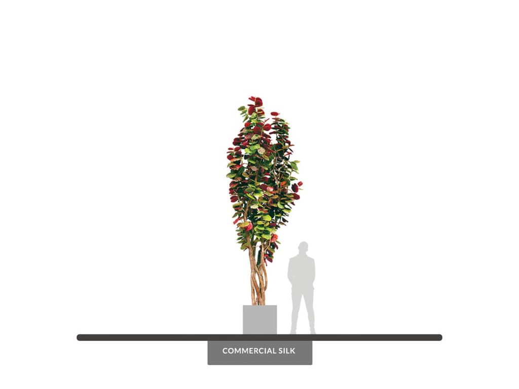 Sea Grape Tree, Autumn, 16' ID# SEACX6A