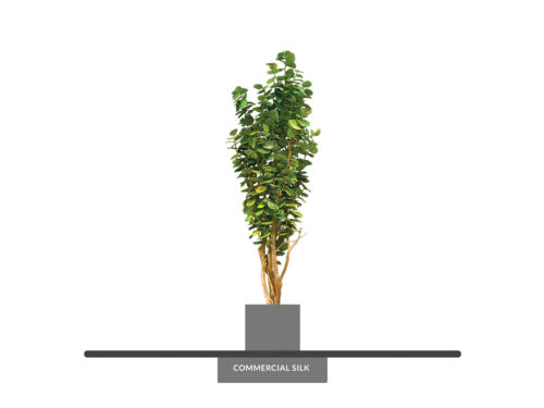 Sea Grape Tree, Columnar ID# SEACX6G