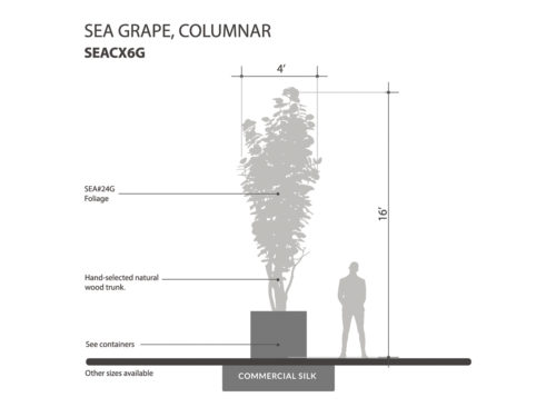 Sea Grape Tree, Columnar ID# SEACX6G
