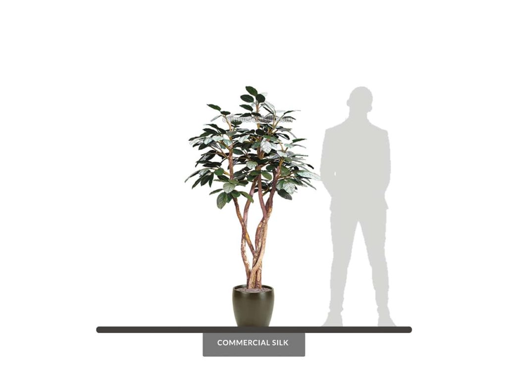 Banyan Tree, Outdoor ID# BNYT72+