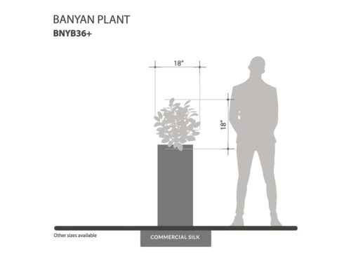 Banyan Plant ID# BNYB36+