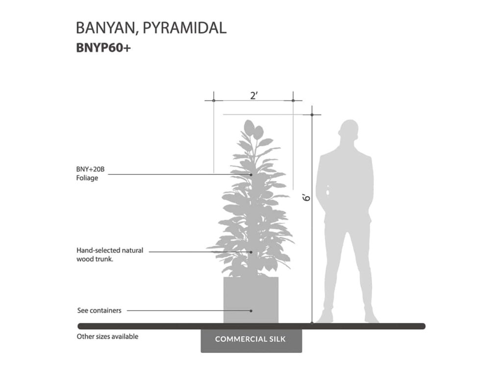 Banyan Tree, Pyramidal ID# BNYP60+