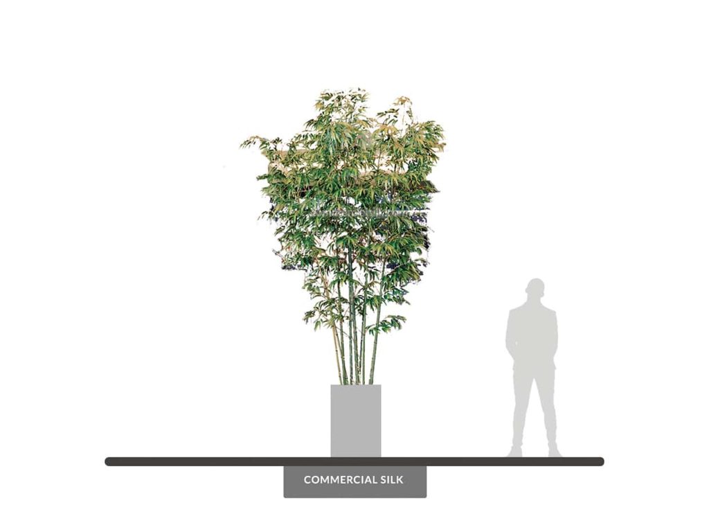 Oriental Bamboo Tree, 12' ID# BBCMX2