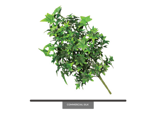 English Ivy Bush Foliage (exterior) ID# IVE+18