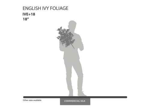 English Ivy Bush Foliage (exterior) ID# IVE+18