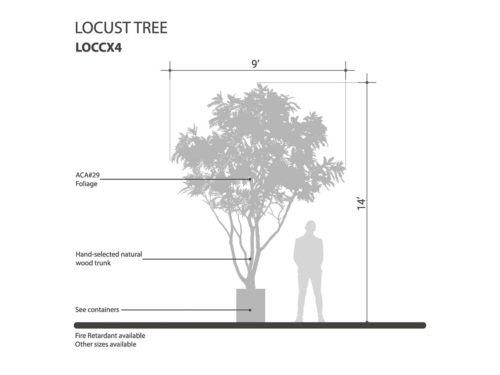 Honey Locust Tree ID# LOCCX4