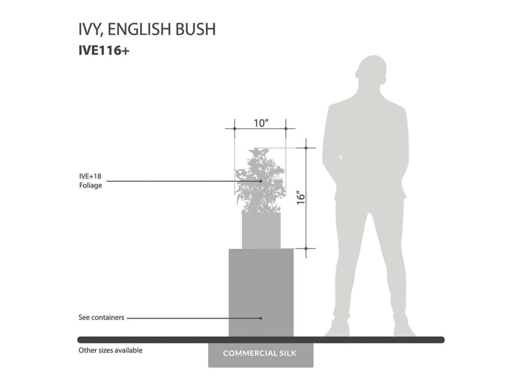 English Ivy Plant ID# IVE116+