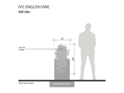 English Ivy Vine ID# IVE128+