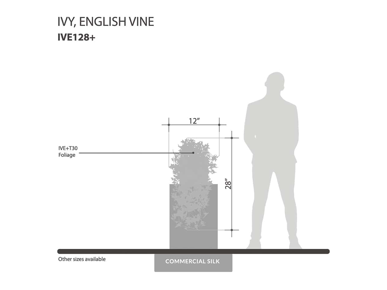 English Ivy Vine ID# IVE128+