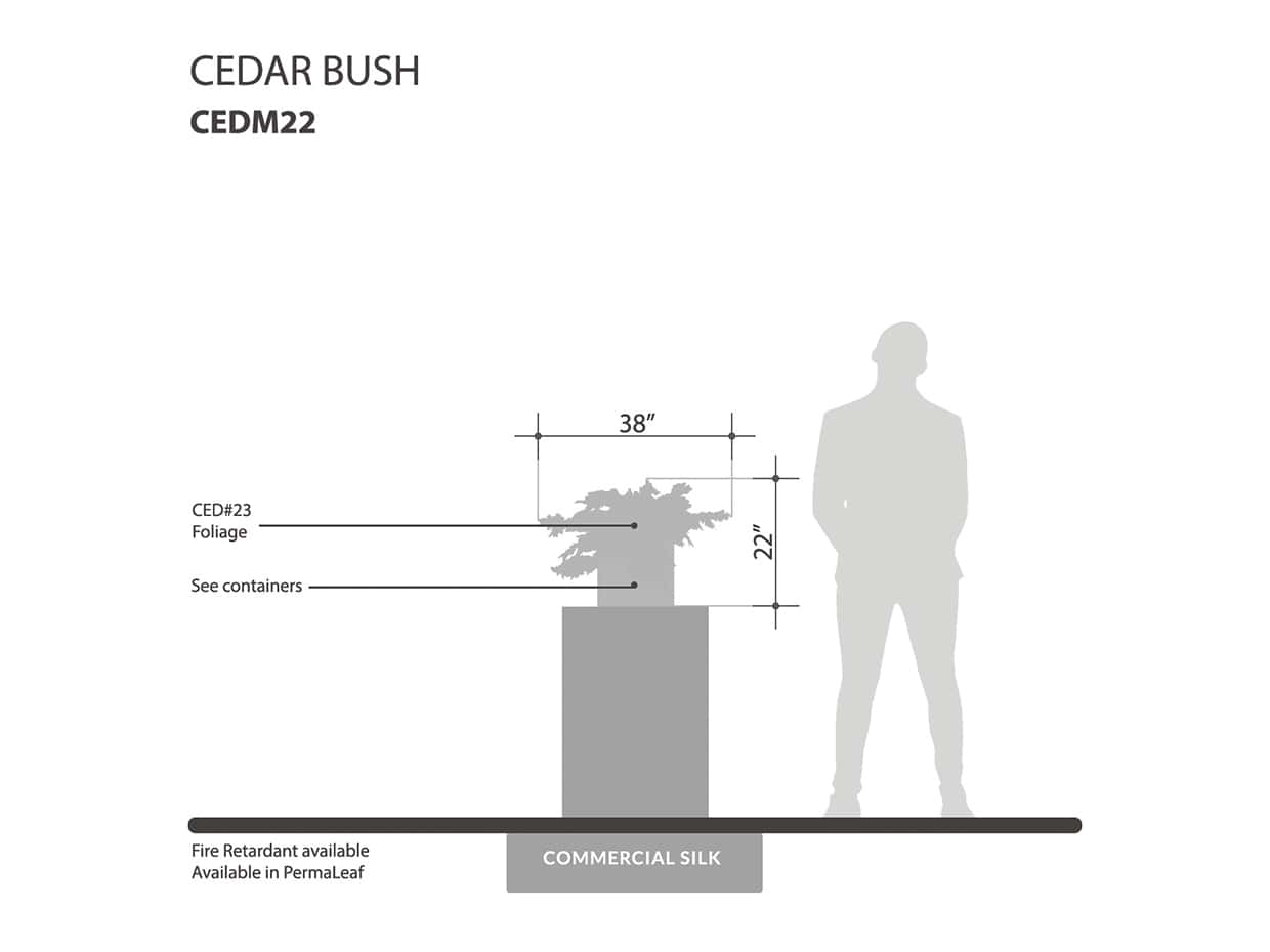 Cedar Bush ID# CEDM22