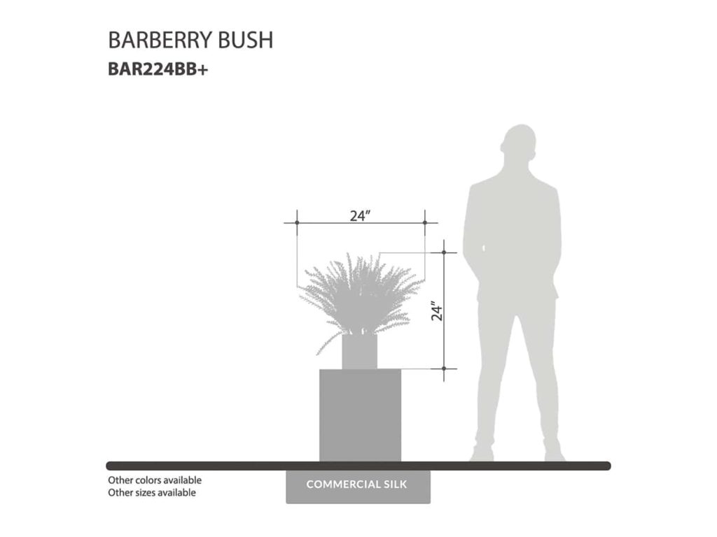Barberry Plant ID# BAR224BB+