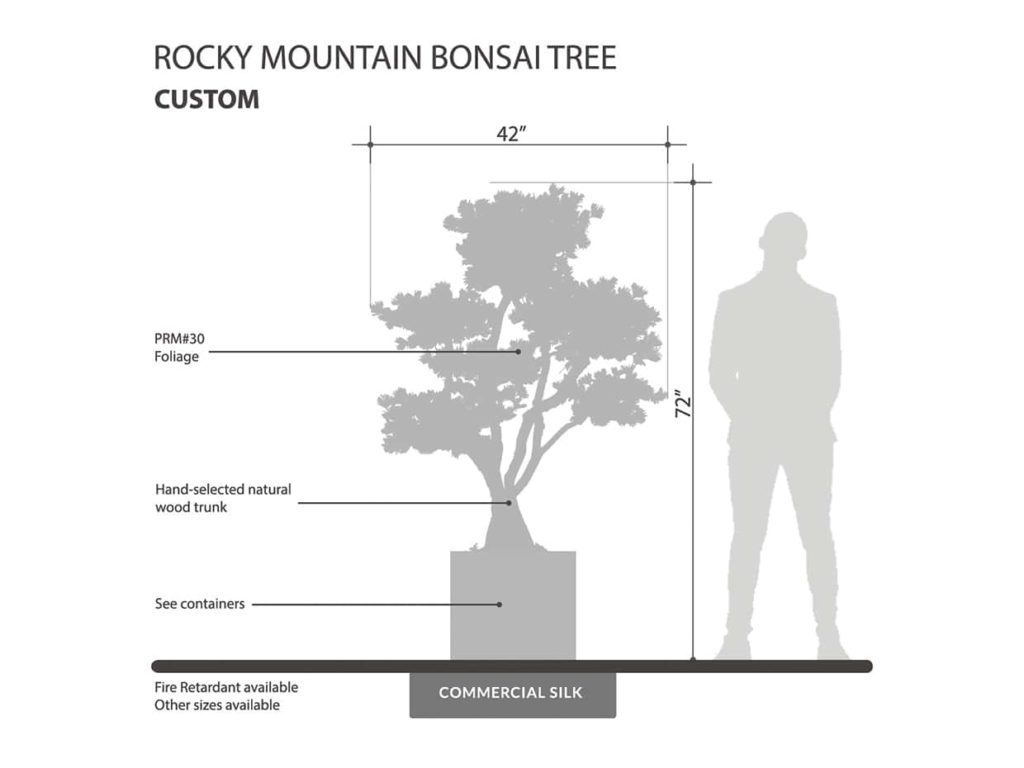 Rocky Mountain Pine Bonsai Tree ID# 12459