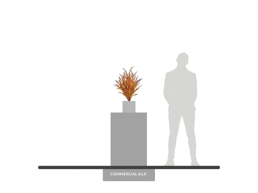 Ribbon Grass Plant, Autumn ID# GRB221F+