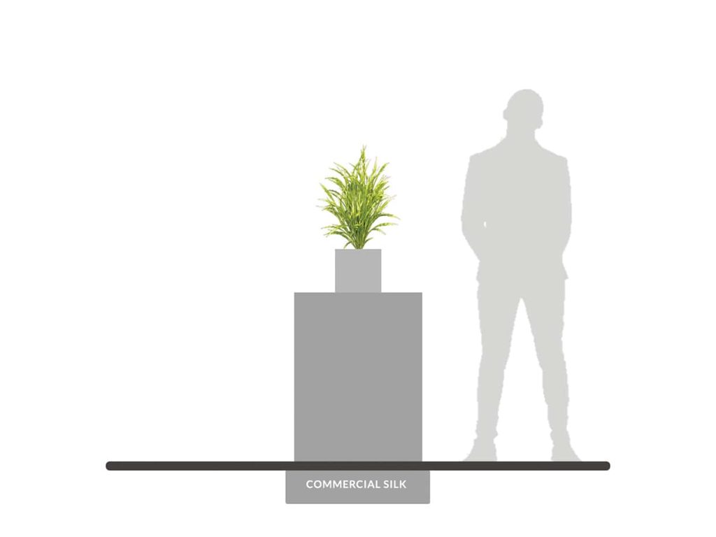 Ribbon Grass Plant, Light Green ID# GRB221LG+