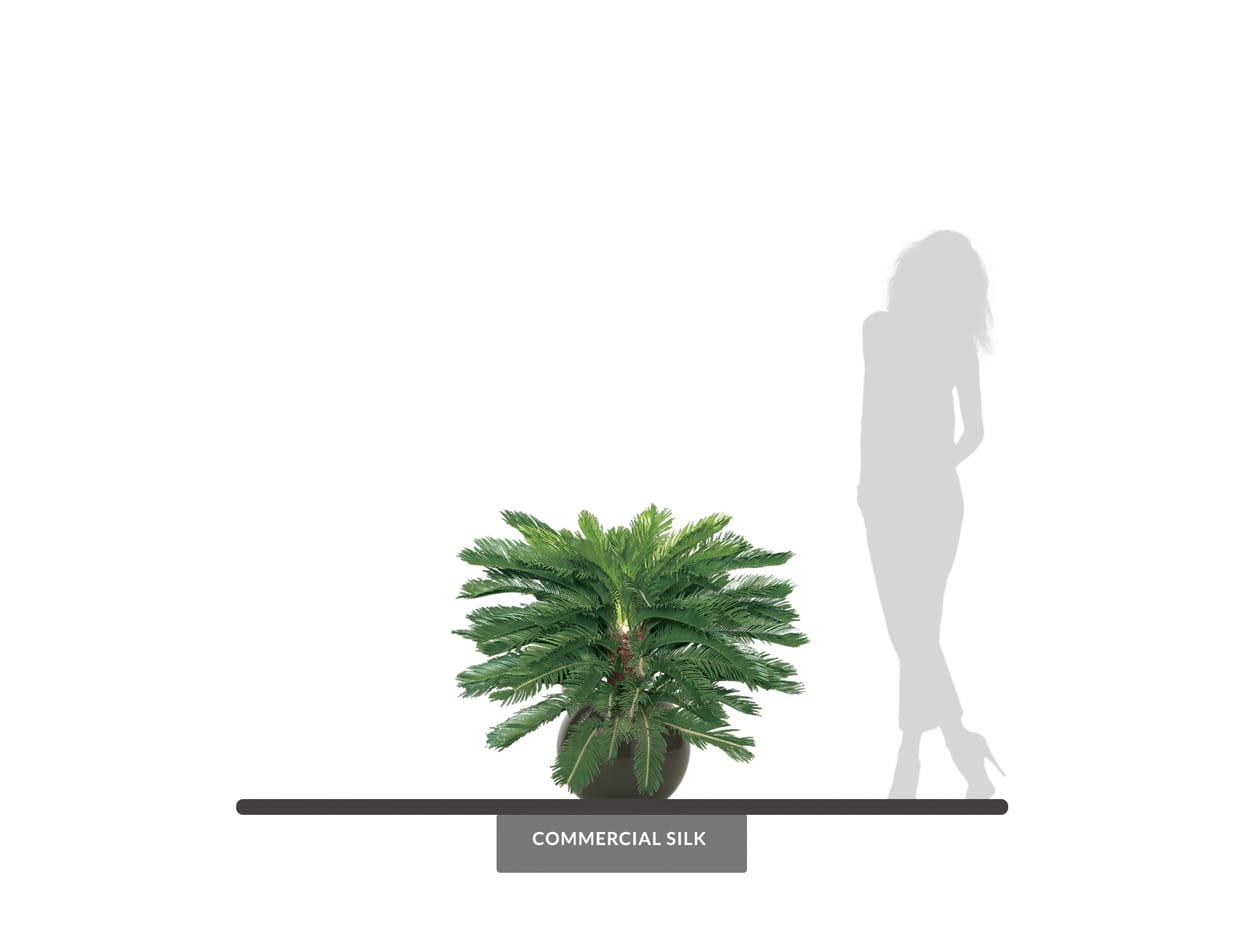 sago palm trees