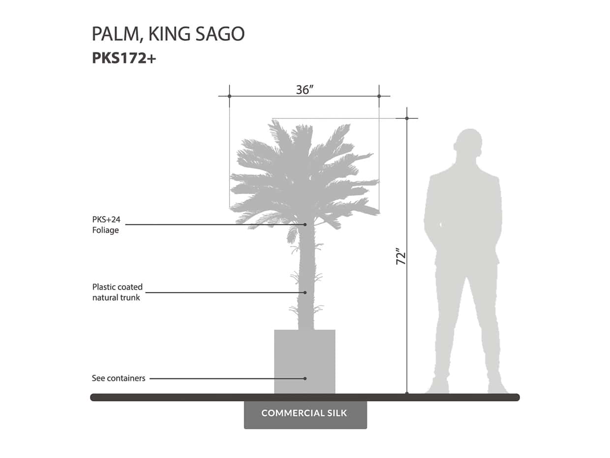 Sago King Palm Tree ID# PKS172+