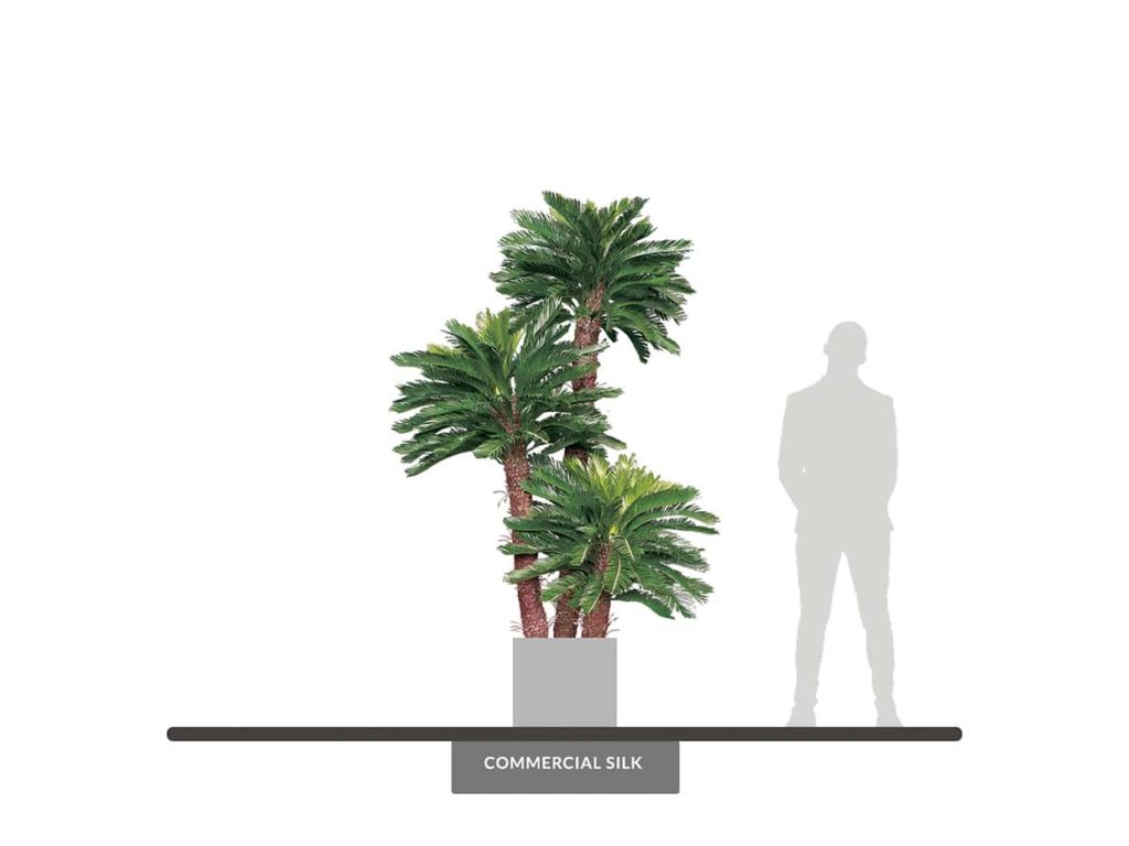 Sago Palm Tree, Outdoor ID# PKS396+