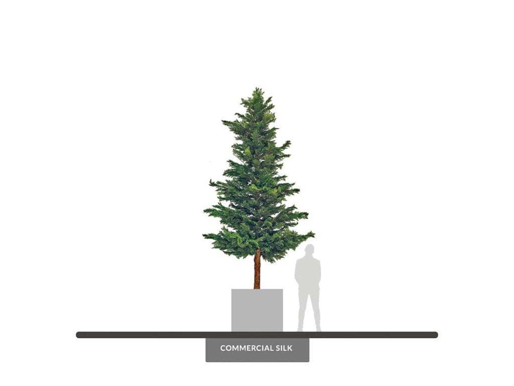 Cedar Tree, Outdoor, 17' ID# CED1X6+