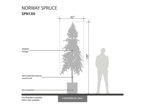 Norway Spruce Tree ID# SPN1X0
