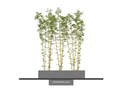 Oriental Bamboo Grove, 21' ID# 1694