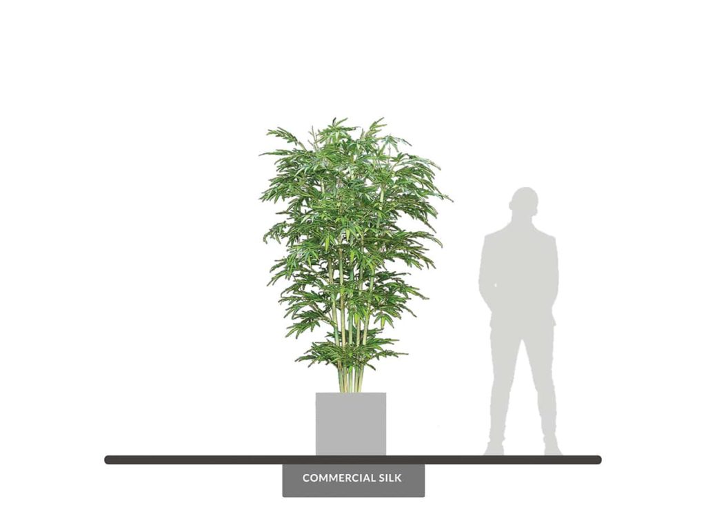 Oriental Bamboo Tree, 8' ID# 1772