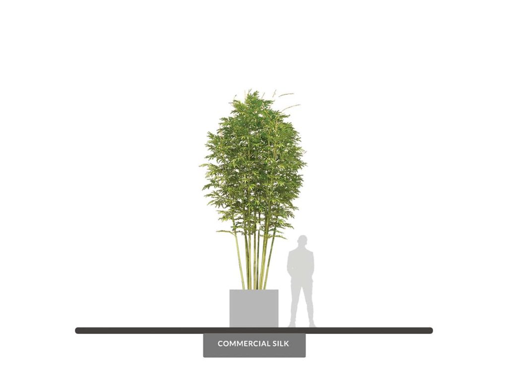 Oriental Bamboo Tree, 14' ID# BBCMX4