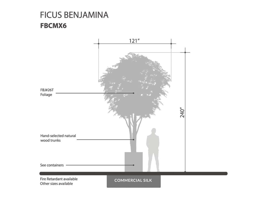 Benjamina Ficus Tree ID# FBCMX6