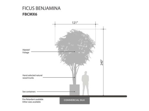Benjamina Ficus Tree ID# FBCMX6