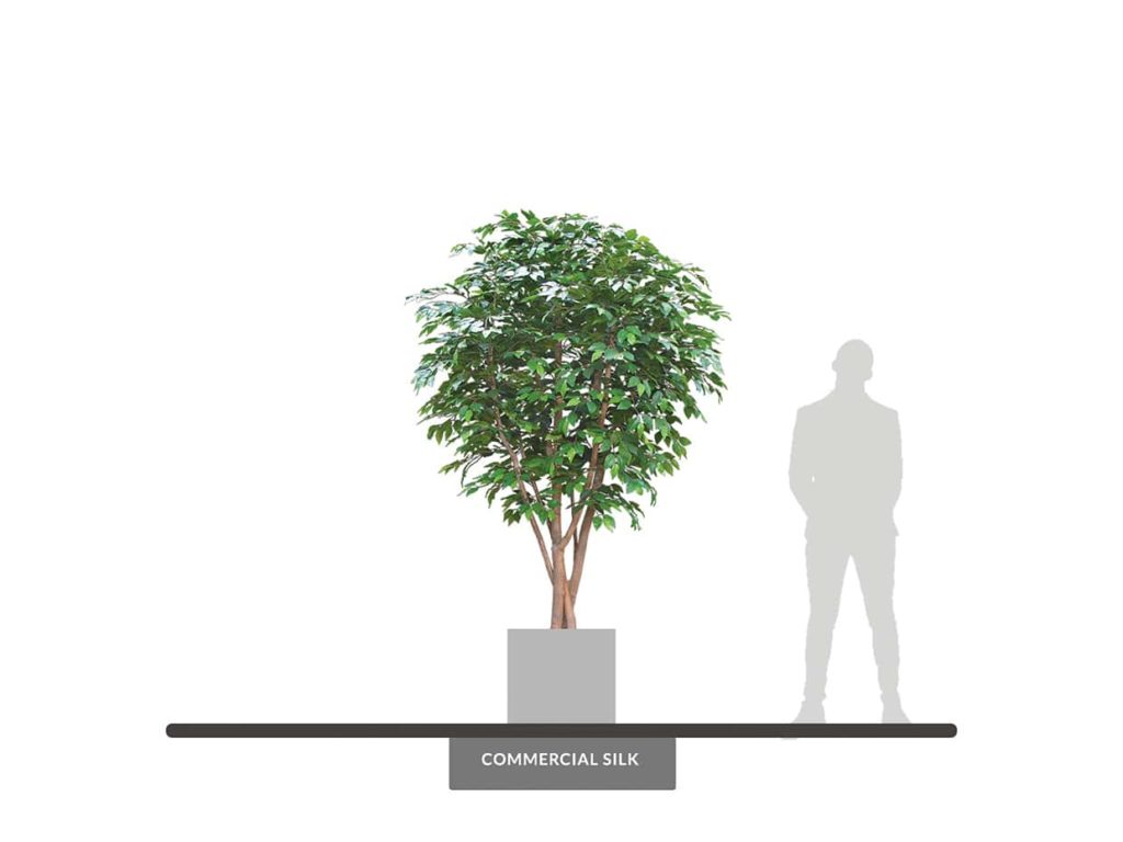 Benjamina Ficus Tree, 10' ID# FBCM96