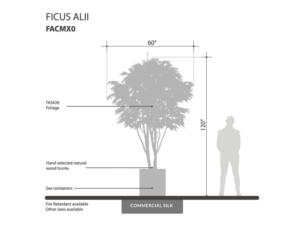 Alii Ficus Tree ID# FASMX0