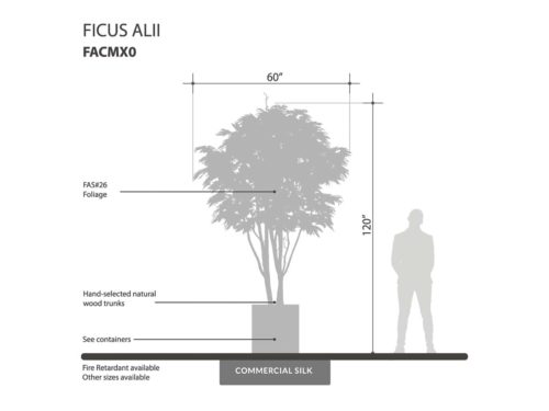 Alii Ficus Tree ID# FASMX0