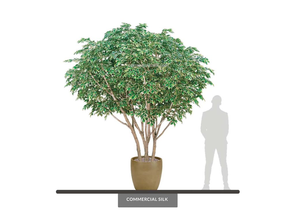 Hawaiian Ficus Tree, 15' ID# 12584
