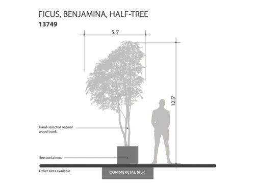 Benjamina Ficus Tree, Half Tree ID# 13749