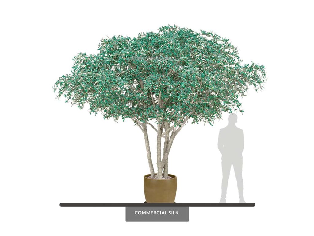 Mediterranean Olive Tree, 11' ID# 12739