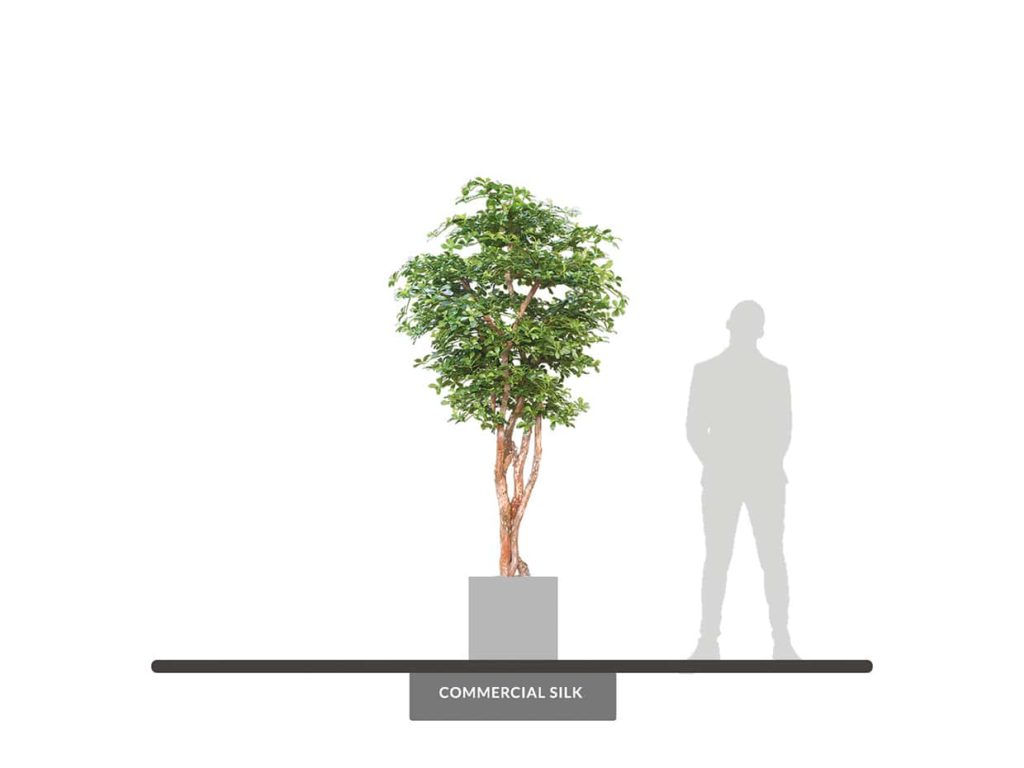 Black Olive Tree, Oriental ID# BOOE96
