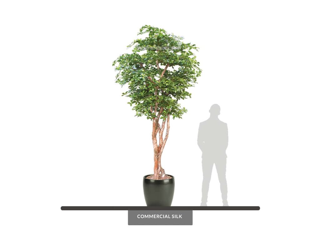 Black Olive Tree, 14' ID# BOCMX4