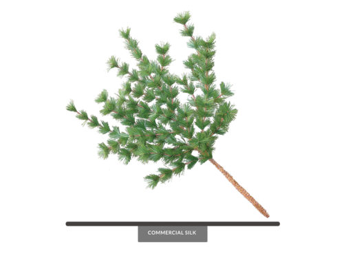 Rocky Mountain Pine Foliage ID# PRM#38