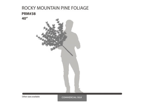 Rocky Mountain Pine Foliage ID# PRM#38