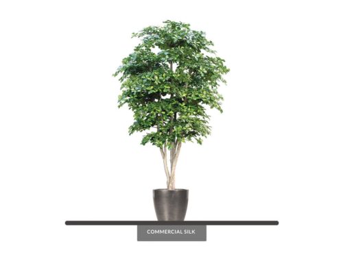 Black Olive Tree ID# BOCMX0