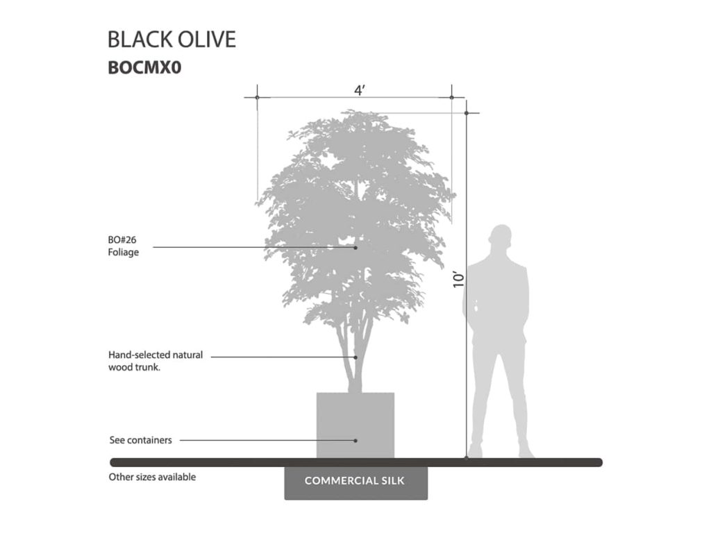 Black Olive Tree ID# BOCMX0