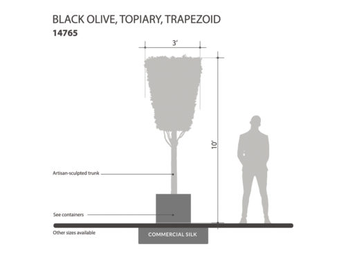 Black Olive Trapezoid, Topiary ID# 14765