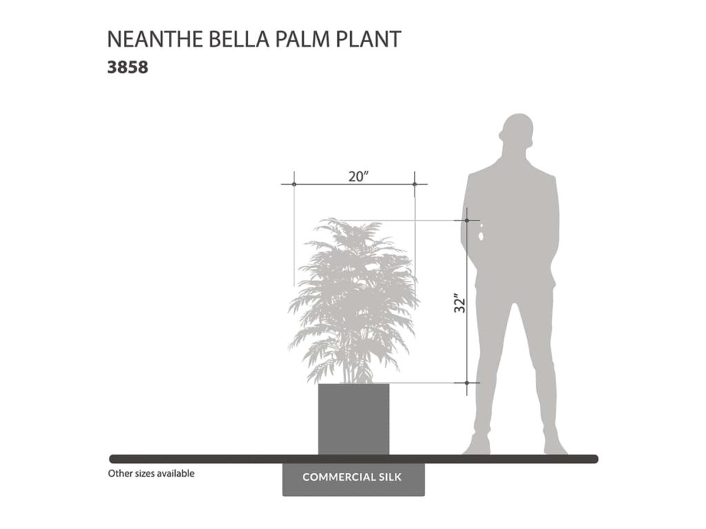 Neanthe Bella Palm Plant ID# 3858