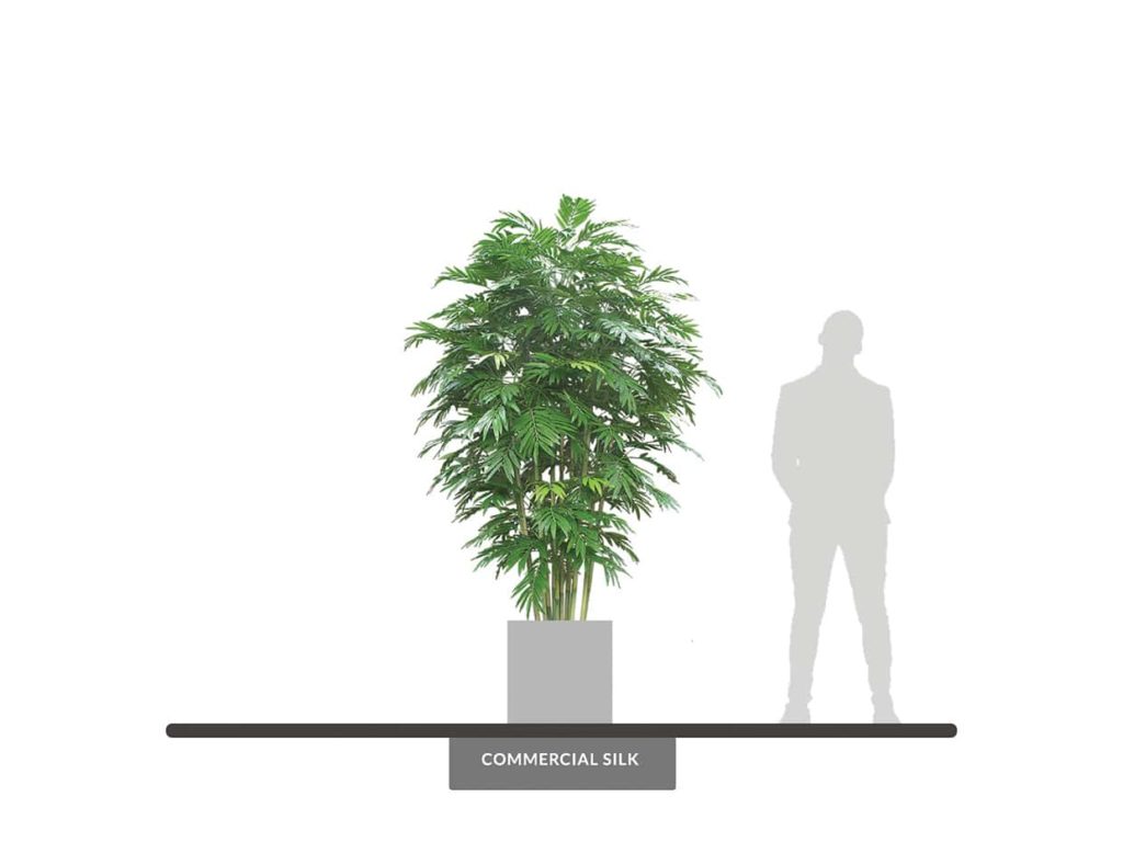 Bamboo Palm Tree ID# BPC96N