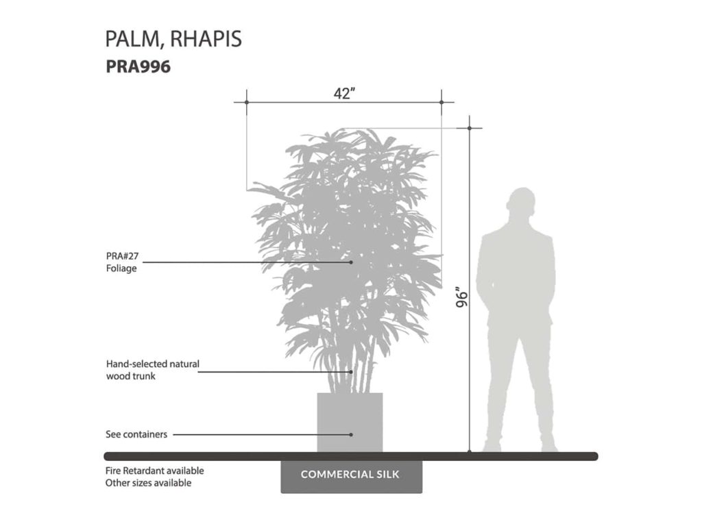 Rhapis Palm Tree ID# PRA996