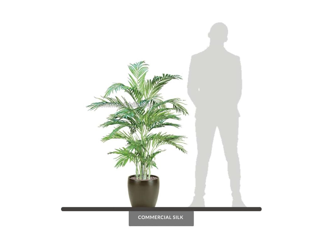 Areca Palm, Golden ID# PGAM48