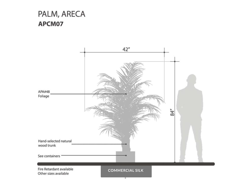 Areca Palm Tree ID# APCM07