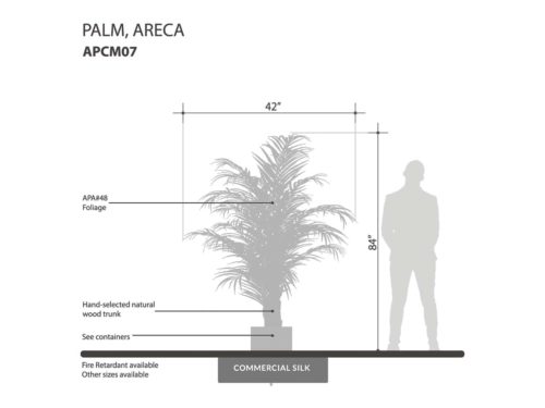 Areca Palm Tree ID# APCM07