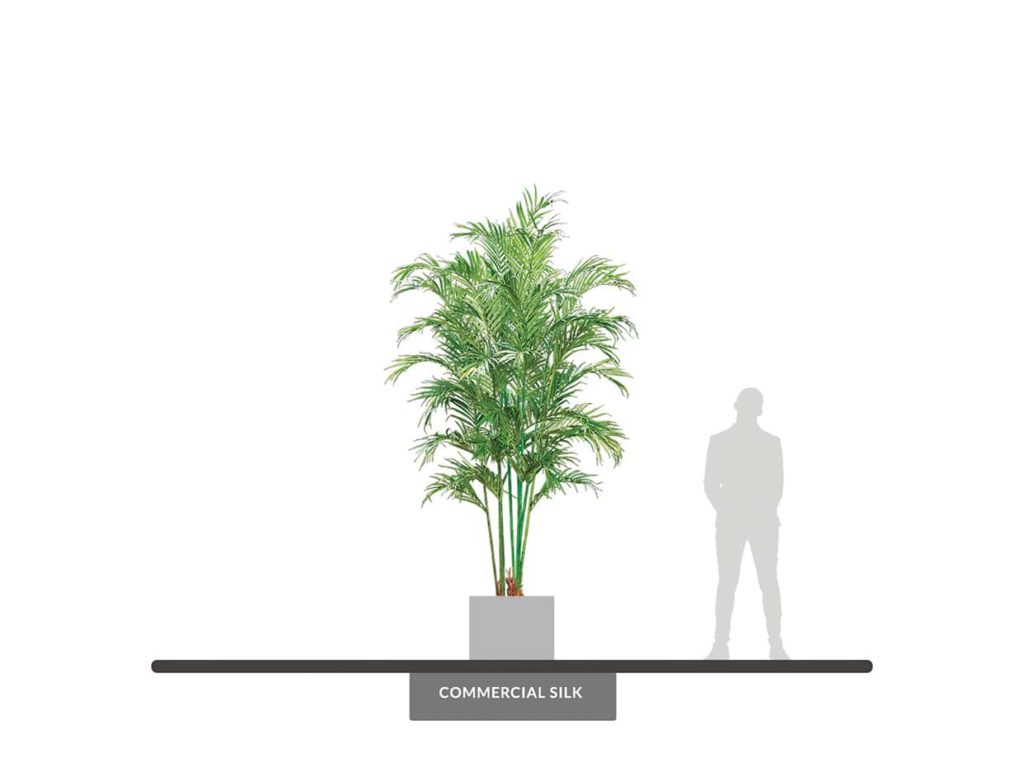 Butterfly Palm Tree, 15' ID# BUTCX2