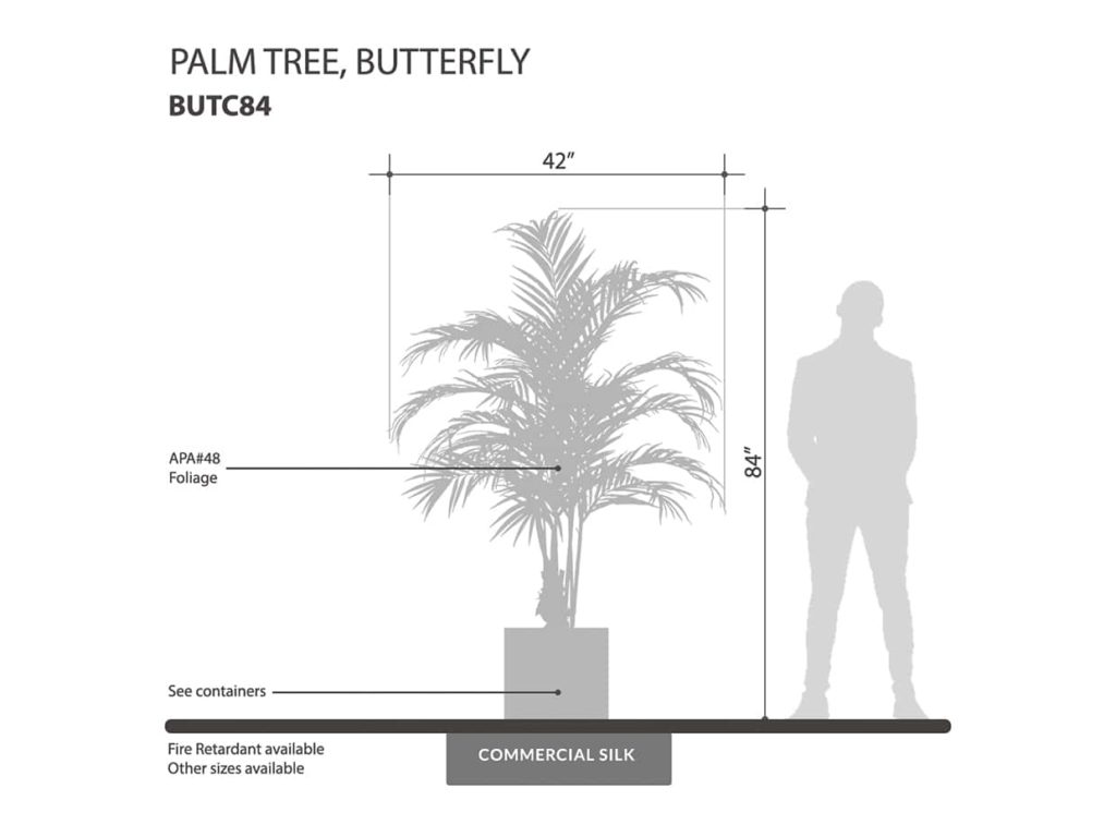 Butterfly Palm Tree ID# BUTC84
